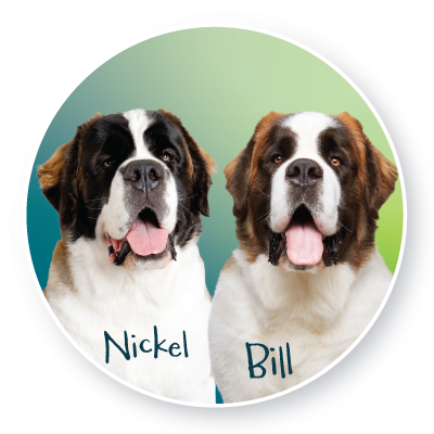 dogs dogs